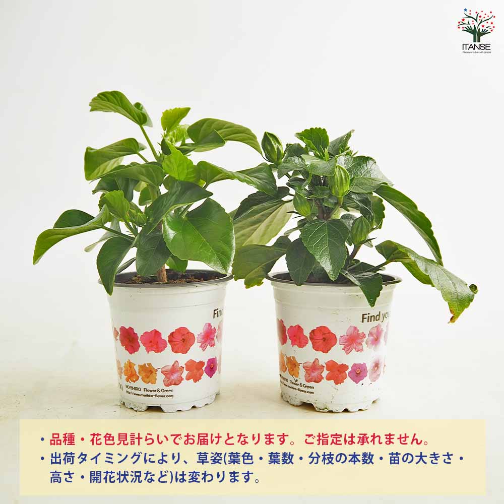 植物販売のITANSE楽天市場店の【送料無料】 ハイビスカス 品種見計らい 【 花苗 3号 】 ハワイアン Hibiscus アロハ アロアロ 仏桑花 熱帯花木 苗 苗木 花の苗 庭植え｜アングル3