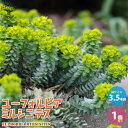 【ポイント2倍★マラソン期間】ユーフォルビア ミルシニテス 花苗 3.5号黒ポット苗 1個売り ユーフォルビア 花苗 お花 宿根草 多年草 フラワー アレンジメ...