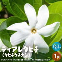 【P2倍★マラソン期間中】ティアレタヒチ(タヒチクチナシ)【花苗 10.5cmポット苗/1個売り】タヒチクチナシ タヒチアン ガーデニア Tiare Tahit...