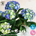【ポイント2倍★マラソン期間】アジサイ タイニーガール 花苗 4号鉢 1個売り あじさい苗 あじさいの苗 アジサイ苗 アジサイの苗 紫陽花苗 紫陽花の苗 ガーデ...
