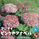 【ポイント2倍★マラソン期間】アジサイ ピンクのアナベル 花苗 6号鉢 1個売り あじさい苗 あじさいの苗 アジサイ苗 アジサイの苗 紫陽花苗 紫陽花の苗 ガー...