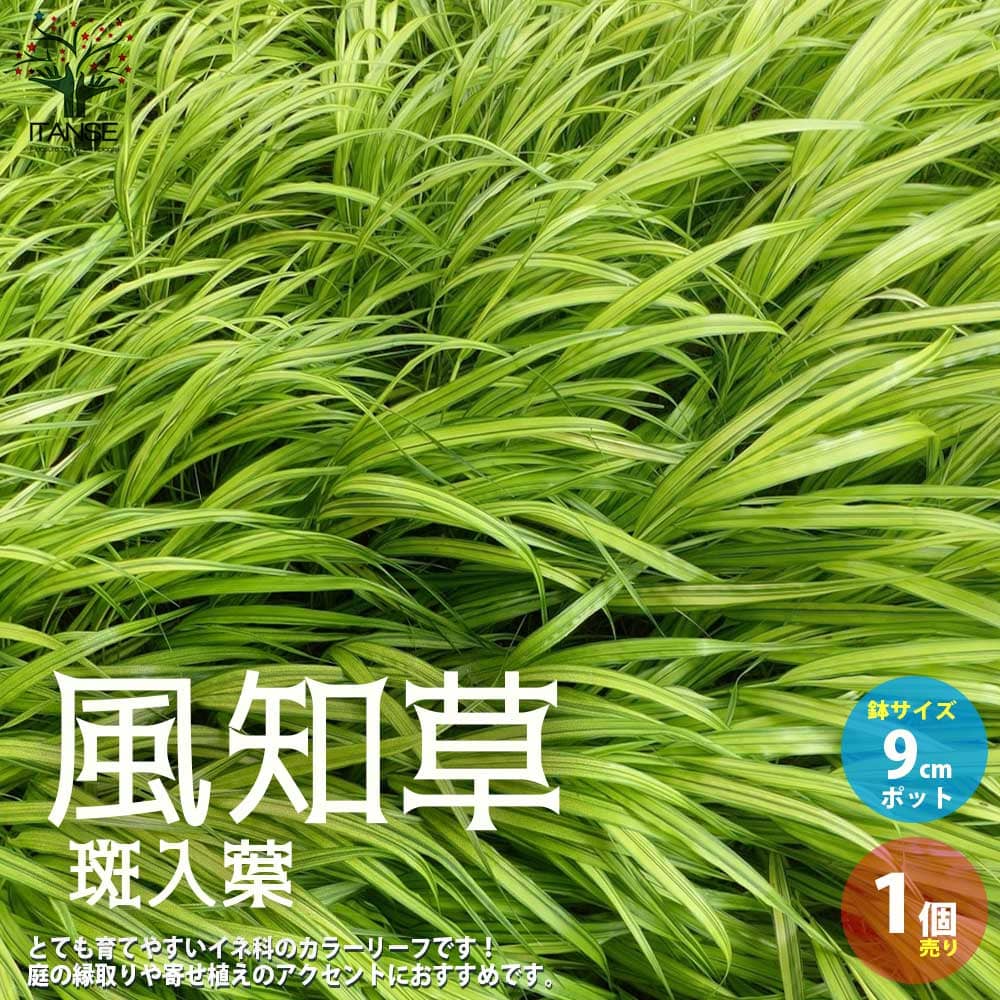 風知草は、日本の太平洋側を原産とする耐寒性宿根草で、山地や渓流沿いの崖のようなところに群落しています。 多数の茎が株立ちになって垂れ下がり、長さ15cm程の細い葉をつけています。 その細くて柔らかい葉が風になびく姿に風情があり、オーナメンタルグラスとして観賞価値が高いとされ、海外でもよく使われ、特にイギリスを中心に人気があります。 庭植え、鉢植えや盆栽など、さまざまなシーンで利用されています。 また、半日陰から日陰でも育ちますので、シェードガーデンのグランドカバーやカラーリーフとしても人気です。 別名の葉裏草とは、葉を根元まで辿っていくと、つけ根でねじ曲がっていて、裏表が逆になっている事からそう呼ばれています。 本種は「斑入り葉品種」で、黄色に緑色の斑が入る品種です。 学名：Hakonechloa macra タイプ：イネ科ウラハグサ属 耐寒性宿根草 原産地：日本 別名：裏葉草(ウラハグサ) 英名：Hakone grass、Japanese forest grass 草丈：20〜40cm 開花時期：7〜9月 耐寒性：強 耐暑性：強 【花木・多年草・宿根草苗に関してのご案内】 花木・多年草・宿根草は開花時期以外は、剪定後の花の無い葉だけの状態、または地上部の無い状態で出荷致します。&nbsp そのまま植え付けて頂くと、来年はより多くの開花が見込まれます。ご了承ください。 【育て方】 ■日当たり・置き場所 日向〜明るい日陰で、水はけが良い土で管理します。 夏の強い日差しに当たると葉焼けをおこしますので、夏場は、明るい日陰に移動するか遮光しましょう。 斑入り品種は、斑を発色をキレイにするために、春の間だけでも日差しの当たるところに置いた方が良いです。 ■水やり 鉢植えの場合は、土の表面が乾いたら、鉢底の流れ出るくらいたっぷり与えます。 地植えの場合は、土質や種類にもよりますが、基本的には雨が当たる場所では雨にまかせて、雨が降らない場合は、土が乾いたら与えてください。 ■肥料 鉢植えの場合は、3〜5月に固形の油かすを施します。 ※盆栽づくりにする場合の肥料は必要ありません。 地植えの場合は、必要ありません。 ■病害虫 ほとんどありません。 ■植え替え 適期は2〜3月です。 鉢植えの場合は、根詰まりを防ぎ、通気をよくするのが目的で、2年に1度植え替えます。 地植えの場合は、3〜5年に1度掘り上げて株を整理して植え直します。 【お読みください】 植物には個体差があり、お届け時には掲載画像と異なったイメージになる場合が御座います。 背丈・株張りなどは出荷タイミングや季節などで、小さくなったり大きくなったりします。 植物の状態を確認し、生育に問題が無い事を確認して出荷しております。ご了承ください。 【検索キーワード】裏葉草 ウラハグサ 風知草 フウチソウ 斑入葉 グランドカバー カラーリーフ オーナメンタルグラス 寄植え 寄せ植え 球根苗 球根 花の種 花苗 花の苗 花木 植木 庭木 ガーデニング 鑑賞 栽培 庭園菜園 ギフト プレゼント 庭 趣味 花壇 観賞用 インテリア 人気 品種 新生活&nbsp
