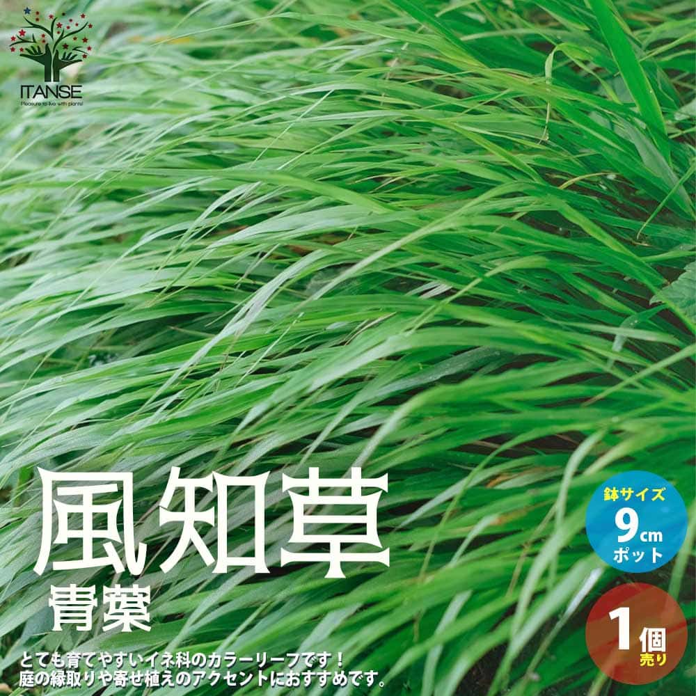 Rakuten - 【マラソン期間★P5倍】風知草 ( フウチソウ ) 青葉 花苗 カラーリーフ 9cmポット 1個売り 裏葉草 ウラハグサ グランドカバー ガーデニング 送料無料 即納