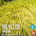 【送料無料】風知草 ( フウチソウ ) 黄金葉 花苗 カラーリーフ 9cmポット 1個売り 裏葉草 ウラハグサ グランドカバー ガーデニング 送料無料 即納