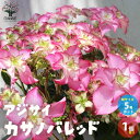 【ポイント2倍★マラソン期間】アジサイ カサノバレッド 花苗 5号鉢 1個売り あじさい苗 あじさいの苗 アジサイ苗 アジサイの苗 紫陽花苗 紫陽花の苗 ガーデ...