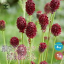【ポイント2倍★マラソン期間】姫ワレモコウ ばらほたる 花苗 4号鉢 1個売り ヒメワレモコウ 姫吾亦紅 姫吾木香 ガーデニング 送料無料 即納