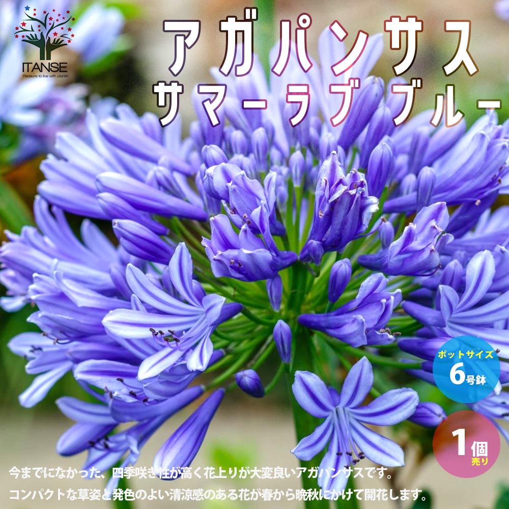 【送料無料】アガパンサス サマーラブ ブルー 花苗 球根植物 6号鉢 1個売り 青花 ユリ 紫君子蘭 ムラサキクンシラン 花の苗 四季咲き コンパクト 耐寒性 宿根草 矮性 釣鐘 観賞 花壇 プレゼント ギフト 送料無料 即納のサムネイル