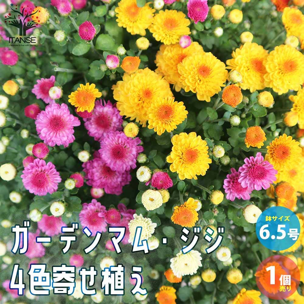 【送料無料】ガーデンマム ジジ 4色寄せ植え 花苗 多年草 6.5号鉢 大苗 1個売り 菊の改良品種 ...