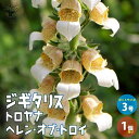 【マラソン期間★ポイント5倍】ジギタリス トロヤナ ヘレン オブ トロイ 宿根草 花苗 3号ポット 1個売り キツネノテブクロ、メルトンフォックスグローブ、グラ...