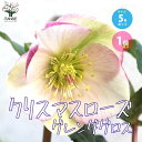 【P2倍★マラソン期間中】クリスマスローズ グレンダグロス【花苗 5号ポット/1個売り】クリスマスローズ苗 キンボウゲ ヘレボルス 多花性 カラーリーフ 生け垣...