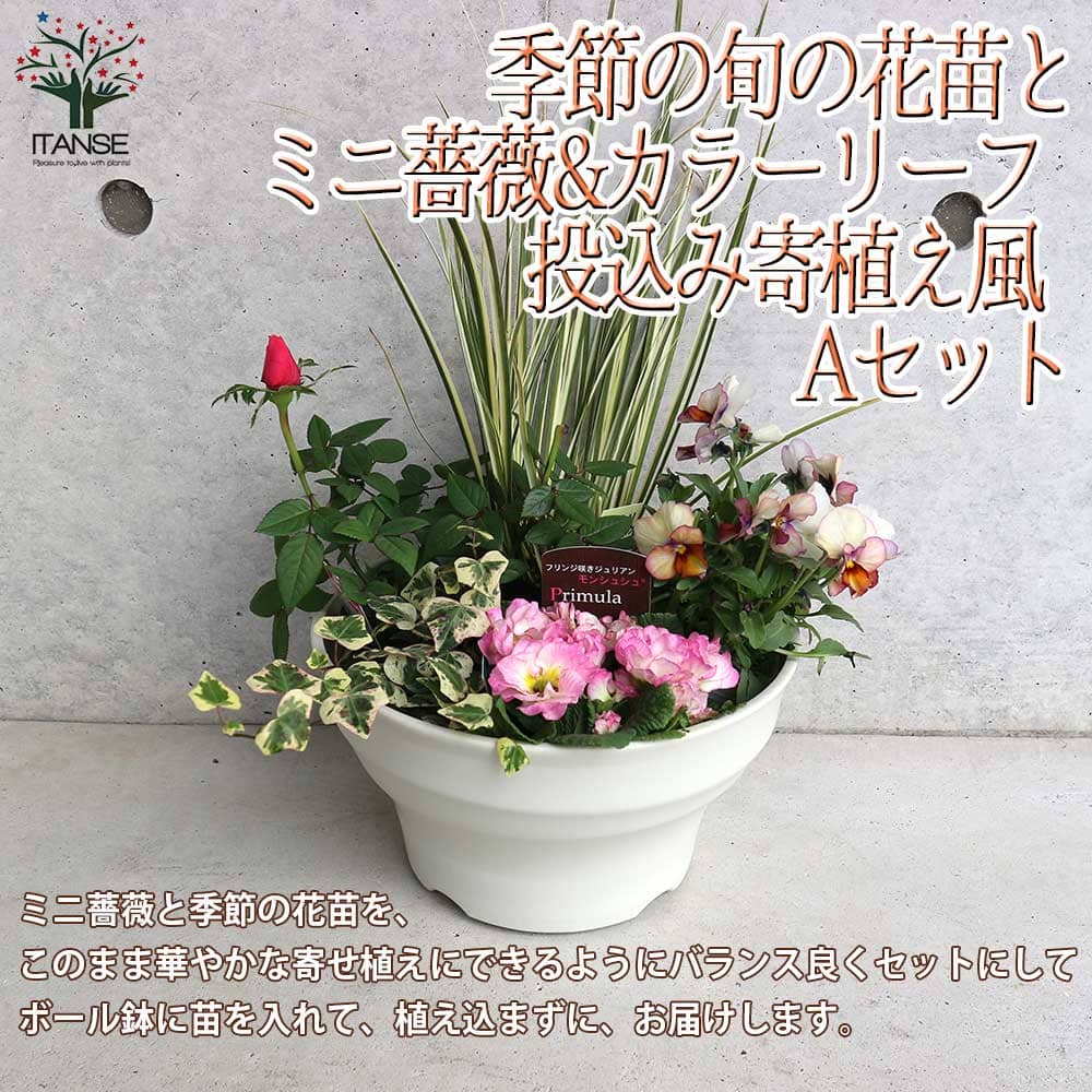 寄せ植え 【送料無料】ミニ薔薇＆季節の花苗＆リーフプランツ葉物類 苗投込み寄植え風 Aセット【花苗 8号程度ボール鉢／1個売り】寄せ植え お得セット アソート ボールプランター リーフプランツ カラーリーフ 栽培 贈答 ギフト プレゼント