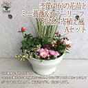 ミニ薔薇＆季節の花苗＆リーフプランツ葉物類 苗投込み寄植え風 Aセット寄せ植え お得セット アソート ボールプランター リーフプランツ カラーリーフ 栽培 贈答 ギフト プレゼント