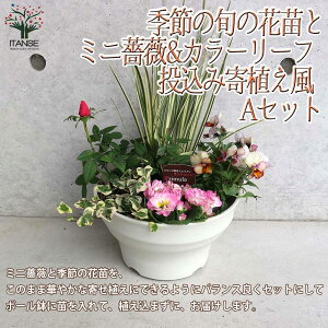 ミニ薔薇＆季節の花苗＆リーフプランツ葉物類 苗投込み寄植え風 Aセット【花苗 8号程度ボール鉢／1個売り】寄せ植え お得セット アソート ボールプランター リーフプランツ カラーリーフ 栽培 贈答 ギフト プレゼント