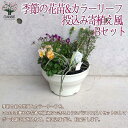 【P2倍★マラソン期間中】季節の花苗&リーフプランツ葉物類 苗投込み寄植え風 Bセット【花苗 8号程度ボール鉢/1個売り】寄せ植え お得セット アソート ボール...