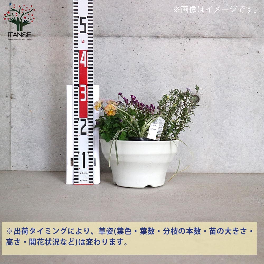 【送料無料】季節の花苗＆リーフプランツ葉物類 苗投込み寄植え風 Bセット 花苗 8...