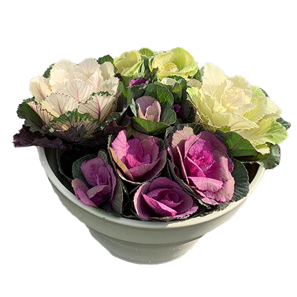 葉牡丹苗の商品画像