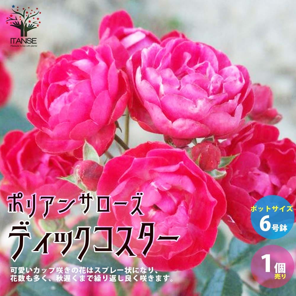 【送料無料】ポリアンサローズ・ディックコスター【花苗 バラ苗 薔薇苗 6号ポット／1個売り】フラワーアレンジ・ドライフラワー・切り花の素材としても人気