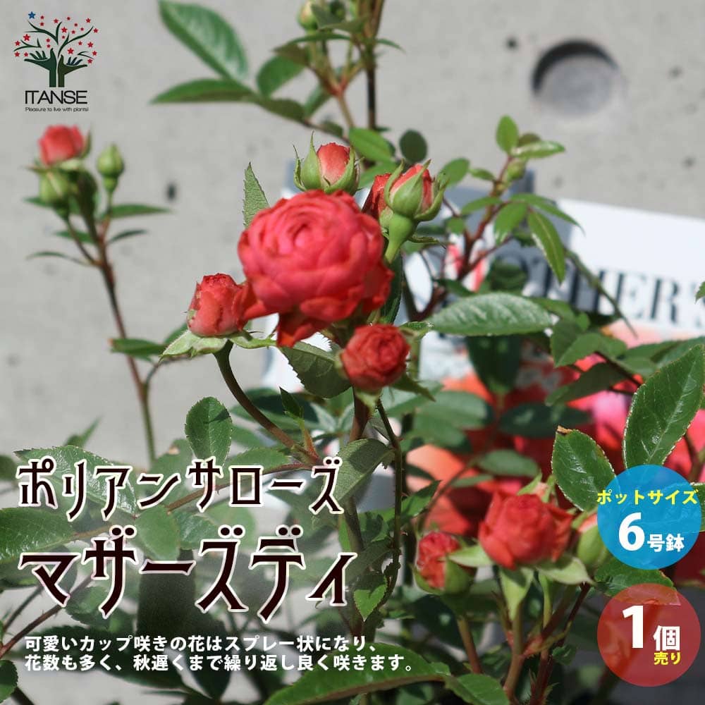 【送料無料】ポリアンサローズ・マザーズデイ【花苗 バラ苗 薔薇苗 6号ポット／1個売り】フラワーアレンジ・ドライフラワー・切り花の素材としても人気