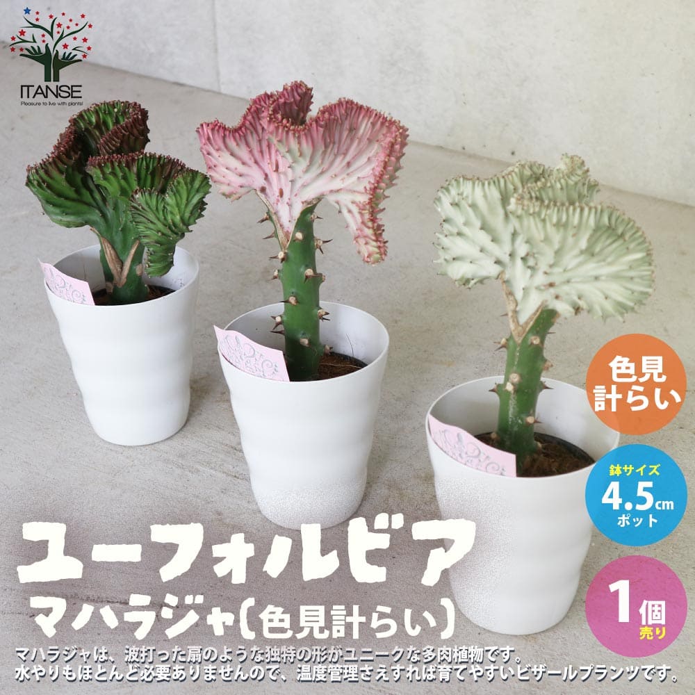 【マラソン中★ポイントUP】ユーフォルビア・マハラジャ(ラクテア)【多肉植物4.5号 色見計らい／1個売り】花苗 お花 宿根草 多年草 園芸品種 カラーリーフ 苗木 花木 庭木 植木のサムネイル