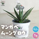 【マラソン中★ポイントUP】マンガベ ムーングロウ【多肉植物 10.5cmポット苗／1個売り】マンガベ マンガベ フレックルアンドスペックル パープルピープルイーター ムーングロウ PVP