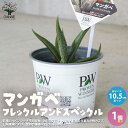 マンガベ フレックルアンドスペックル【多肉植物 10.5cmポット苗／1個売り】マンガベ マンガベ フレックルアンドスペックル パープルピープルイーター ムーングロウ PVP