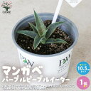 【P2倍★マラソン期間中】マンガベ パープルピープルイーター【多肉植物 10.5cmポット苗/1個売り】マンガベ マンガベ フレックルアンドスペックル パープル...