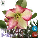 【ポイント2倍★マラソン期間】クリスマスローズ 氷の薔薇 ダークピコティ 花苗 5号鉢 1個売り クリスマスローズ苗 キンボウゲ ヘレボルス 多花性 カラーリー...