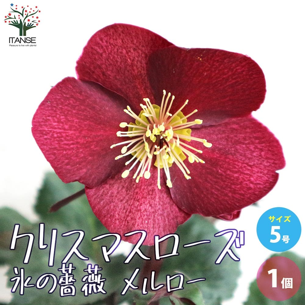 【送料無料】クリスマスローズ 氷の薔薇 メルロー 花苗 5号鉢 1個売り クリスマスローズ苗 キンボウゲ ..