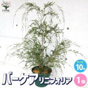 【マラソン中★ポイントUP】バーケア(ベッケア) リニフォリア【花苗 10号鉢／1個売り】木の苗 植木 植木苗 植木の苗 バーケア ベッケア Baeckea linifolia Rudge Australia