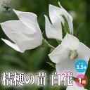 桔梗の苗 白花/多年草キキョウ Platycodon grandiflorus オカトトキ アリノヒフキ ボンバナ ヨメトリバナ 岡止々支