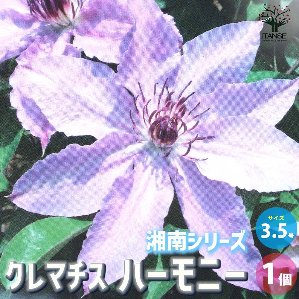【送料無料】クレマチス ハーモニー【花苗 3.5号ロングポット／1個売り】花苗 花の苗 花木の苗 花木 苗 クレマチス Clematis 風車 カザグルマ 鉄線 テッセンのサムネイル