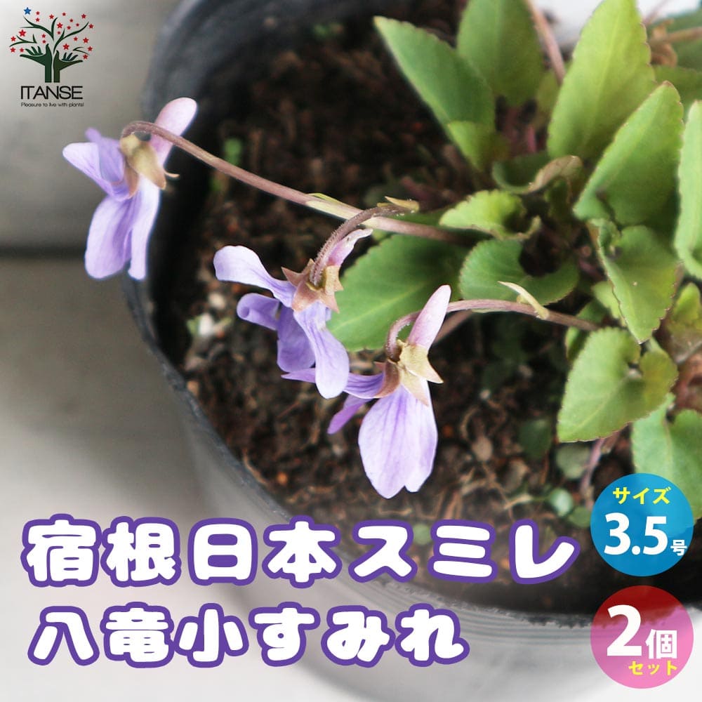 【ポイント5倍★マラソン期間】宿根日本スミレ 八竜小すみれ【花苗 3.5号ポット／お買い得2個セット】菫 すみれの花 パンジー パンジーの花苗 中小輪 コラボ 花のサムネイル