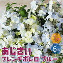 【マラソン中★ポイントUP】アジサイ フレンチボレロ ブルー【花苗 6号鉢／1個売り】あじさい苗 あじさいの苗 アジサイ苗 アジサイの苗 紫陽花苗 紫陽花の苗 ガーデニング PVP