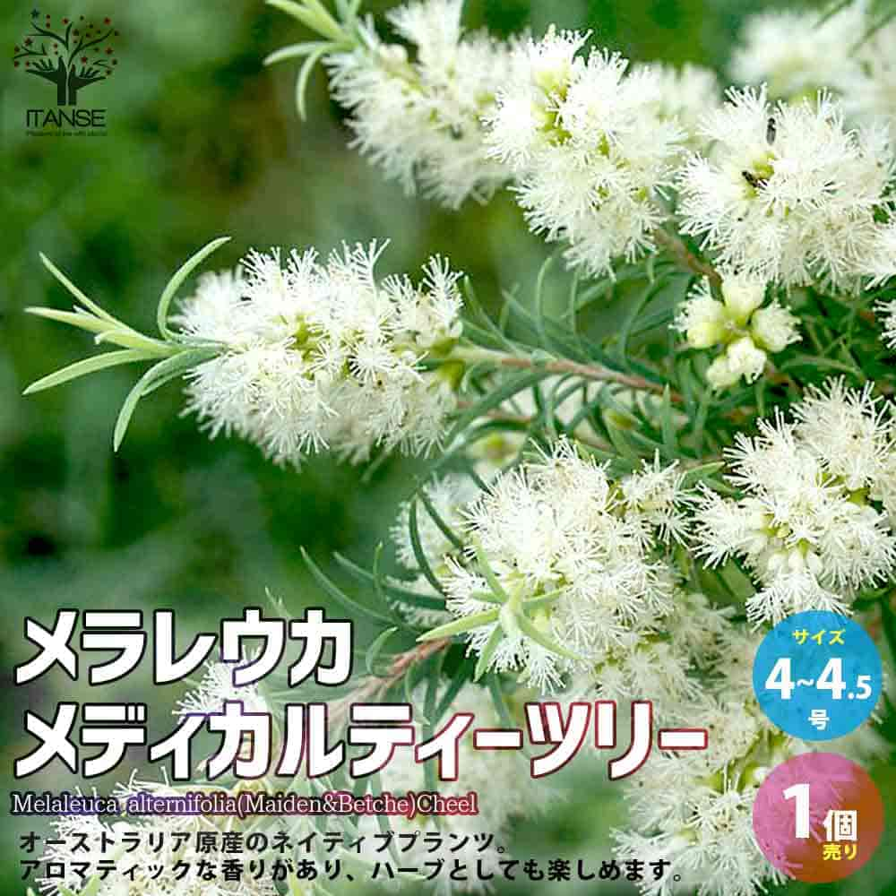 【マラソン中★ポイントUP】メラレウカ メディカルティーツリー【庭木 4.5号／1個売り】ティーツリー 丈夫 低木 常緑低木 常緑高木 お花 多年草 キャプテン・クック