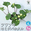 【送料無料】ツワブキ 紅葉々蛍(モミジバホタル) 【花苗 4号鉢／1個売り】花苗 花の苗 花 苗 草 葉 カラーリーフ ツワブキ Farfugium japonicum キク つわぶき