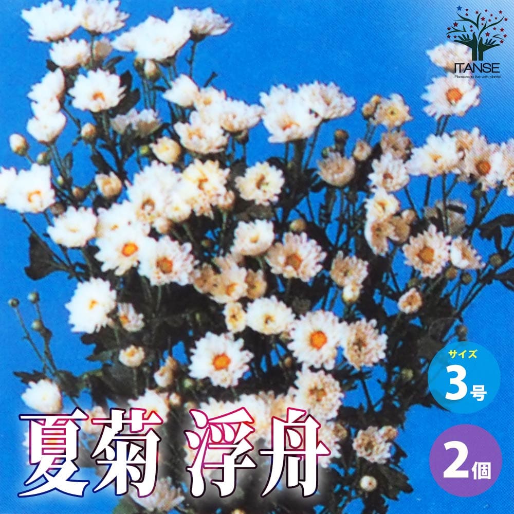 【送料無料】夏菊 浮舟 花苗 3号ポット お買い得2個セット 花苗 花の苗 夏菊 やまびこ 菊の苗 Chrysanthemum お盆咲き菊 お盆咲き小菊 送料無料 即納のサムネイル