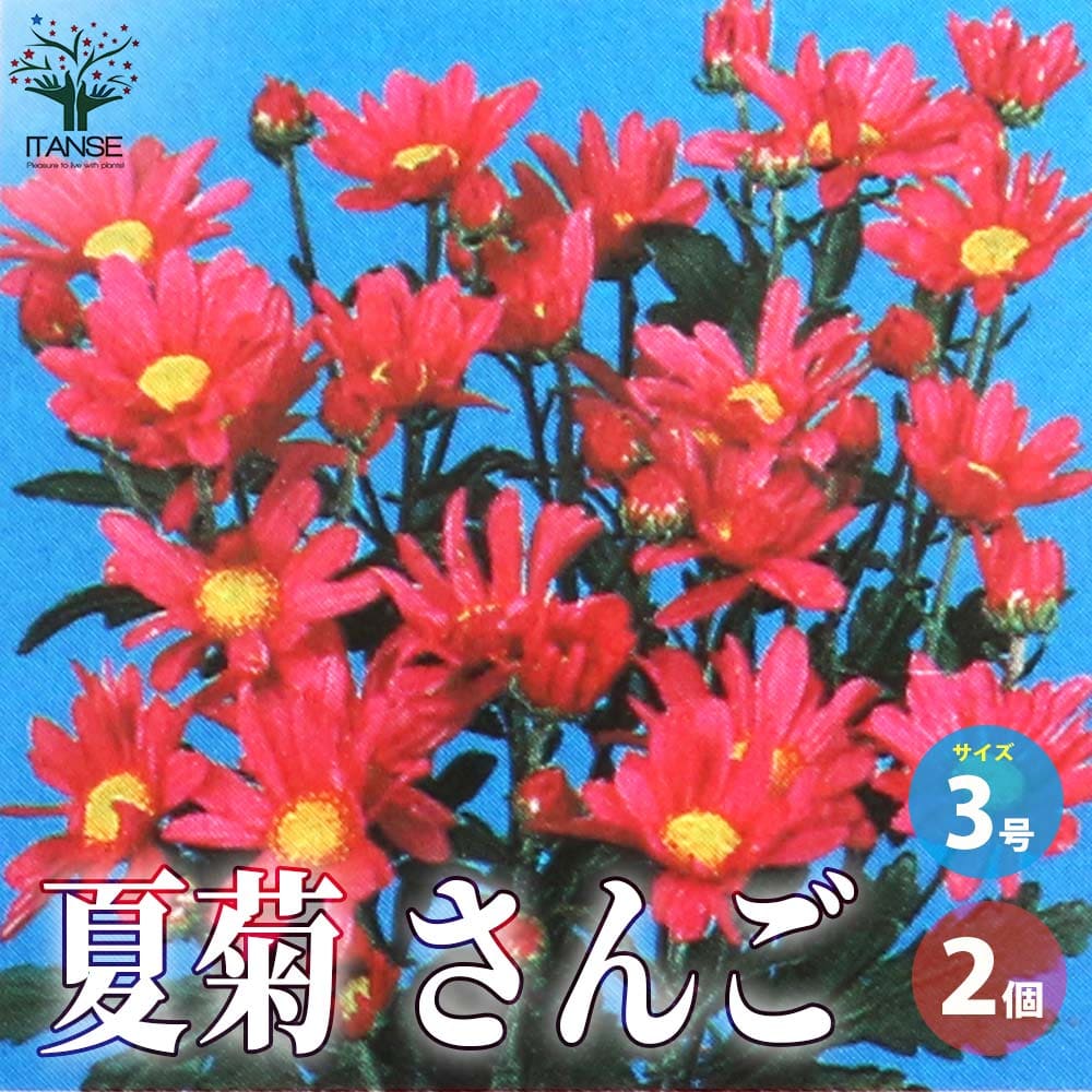 【送料無料】夏菊 さんご 花苗 3号ポット お買い得2個セット 花苗 花の苗 夏菊 やまびこ 菊の苗 Chrysanthemum お盆咲き菊 お盆咲き小菊 送料無料 即納のサムネイル
