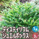 【ポイント2倍★マラソン期間】ディスティリウム ジュエルボックス 花苗 5号ポット 1個売り 花木の苗 庭木の苗 庭木苗 ディスティリウム Distylium ...