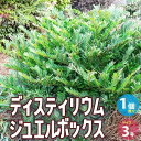 【マラソン中★ポイントUP】ディスティリウム ジュエルボックス【花苗 5号ポット／1個売り】花木の苗 庭木の苗 庭木苗 ディスティリウム Distylium racemosum hybrida PVP