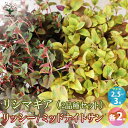 【ポイント2倍★マラソン期間】リシマキア 2品種Aセット ( 2種 各2個セット ) 花苗 2.5〜3号ポット お買い得4個セット 花苗 花の苗 花 苗 カラー...