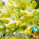ITANSE イエライシャン 花苗 9cmポット 1個売り 花木の苗 花木 植木の苗 苗 観葉植物 イエライシャン 東京葛 トンキンカズラ 夜香木 ヤコウボク ...