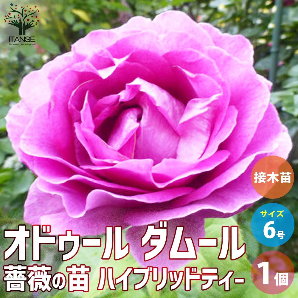 バラ 鉢植え 【送料無料】薔薇苗 オドゥール・ダムール 接木【花苗 6号鉢／1個売り】バラ苗 バラの苗 薔薇苗 薔薇の苗 花苗 花の苗 ばら ローズ Rosa 栽培 rosegarden