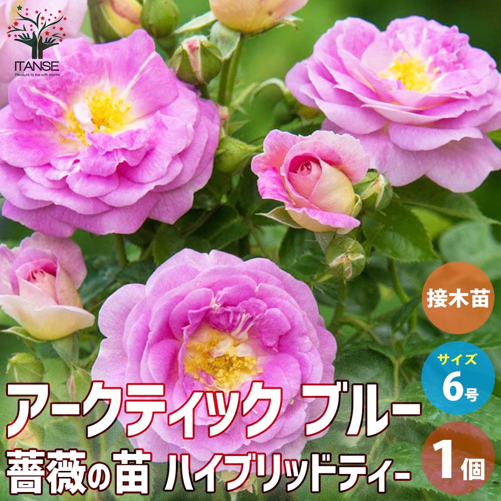 【送料無料】薔薇苗 アークティック・ブルー 接木【花苗 6号鉢／1個売り】バラ苗 バラの苗 薔薇苗 薔薇の苗 花苗 花の苗 ばら ローズ Rosa 栽培 rosegarden