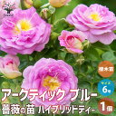 「北極の青」を意味するアークティックブルーは、青みをおびたライラックピンクの花が美しいバラです。爽やかな花色で、涼し気な印象を、見る人に与えてくれます。香りも爽やかで、シトラスとフルーツのような香りがします。暑さに強い品種で、夏でも花が付きやすい点も、嬉しいポイントです。学名：Rosaceae Rosa ’Arctic Blue’タイプ：バラ科バラ属耐寒性落葉低木・花木品種名：アークティック ブルー花径：中輪咲き・約7cm花形：丸弁日平咲き香り：シトラスとフルーツ開花時期：5〜11月・四季咲き草丈：0.8〜1.3m花色：ライラックピンク【花木・多年草・宿根草苗に関してのご案内】花木・多年草・宿根草は開花時期以外は、剪定後の花の無い葉だけの状態、または地上部の無い状態で出荷致します。落葉樹は秋から春の落葉時期は、葉が無いか葉が傷んだ状態で出荷します。そのまま植え付けて頂くと、生長時期に大きく育ち、枝数・花数が増えていきます。ご了承ください。【育て方】■日当たり・置き場所戸外で日当たりと水はけと、風通しが良い場所が適し、午前中から3時間以上日のあたる場所で西日の強くない場所が最適です。鉢植えの場合は、比較的深さのある鉢が適しています。■鉢植えの場合。鉢底にゴロ土を入れ、バラの専用培養土か赤玉土と腐葉土を6：4で混ぜた土を用い、肥料を混ぜずに植えます。春の新苗は根鉢の土を崩さないようにそっとポットから抜いて植え付けてください。植付け後、鉢底穴から水が流れ出るようになるまでたっぷり水遣りをします。冬季は霜があたらない場所で管理します。3月半ば〜10月末まで固形肥料を月に1回置き肥し、10日に1回薄めた液肥を施します。■地植えの場合地植えにする場合は、植え穴を深さ30cm、幅20cmほど大きく掘ります。元肥としてバラの肥料などを適量使うか、有機配合肥料などを根が直接肥料につかないよう掘り土を上に重ねて苗を植えます。ポット苗はポットから根鉢をそっと抜いて、根鉢を崩さずに植え付けます。厳寒期の場合は、根元に腐葉土などでマルチングをし、防霜します。根が張るまで、植え付け後1ヶ月くらいは定期的に水やりします。■病虫害の防除春・秋はうどん粉病に注意し、薬剤を週1回散布します。病気の枝葉は切り取って焼却します。春〜秋はアブラムシやハダニに注意してください。6〜10月は黒点病がでますので、専用薬で月2回消毒し、病葉は焼却します。同じ薬剤を使い続けると耐性がつきますので、異なる薬を交互にまくなどの工夫をします。また、木酢液などの土壌改良剤を散布すると病虫害への抵抗力が高まります。開花後の花がらは切り取ります。四季咲き種は夏も蕾をつけますが、夏の間は蕾を切り木を休ませると秋にまた良い花が咲きます。【お読みください】植物には個体差があり、お届け時には掲載画像と異なったイメージになる場合が御座います。背丈・株張りなどは出荷タイミングや季節などで、小さくなったり大きくなったりします。植物の状態を確認し、生育に問題が無い事を確認して出荷しております。ご了承ください。【検索キーワード】花 花苗 バラ 薔薇 ばら 薔薇苗 バラ苗 アークティック ブルー 接木 Rosaceae Rosa Arctic Blue 花木 耐寒性落葉低木 オフィス リビング 玄関 庭 屋内 シェードガーデン ベランダ ギフト プレゼント 贈り物 贈答 母の日 父の日 敬老の日 記念日 お祝い 誕生日 おしゃれ 観賞 植物 インテリアグリーン 苗 育てやすい 育て方 イタンセ ITANSE 送料無料