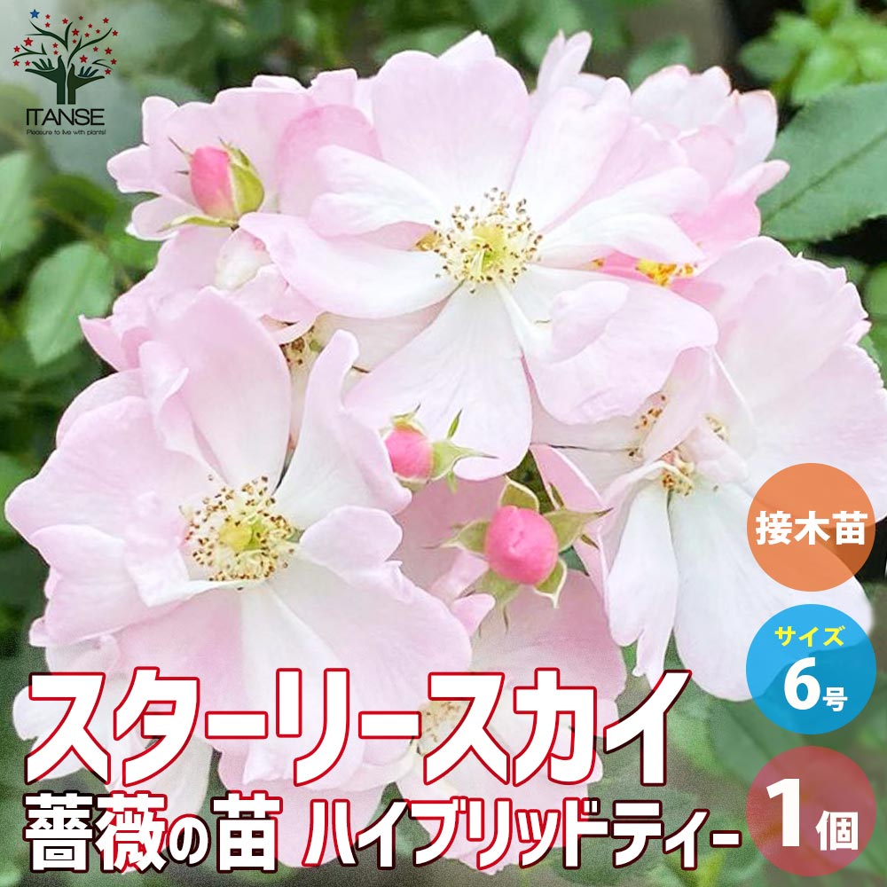 【送料無料】薔薇苗 スターリー・スカイ 接木【花苗 6号鉢／1個売り】バラ苗 バラの苗 薔薇苗 薔薇の苗 花苗 花の苗 ばら ローズ Rosa 栽培 rosegarden