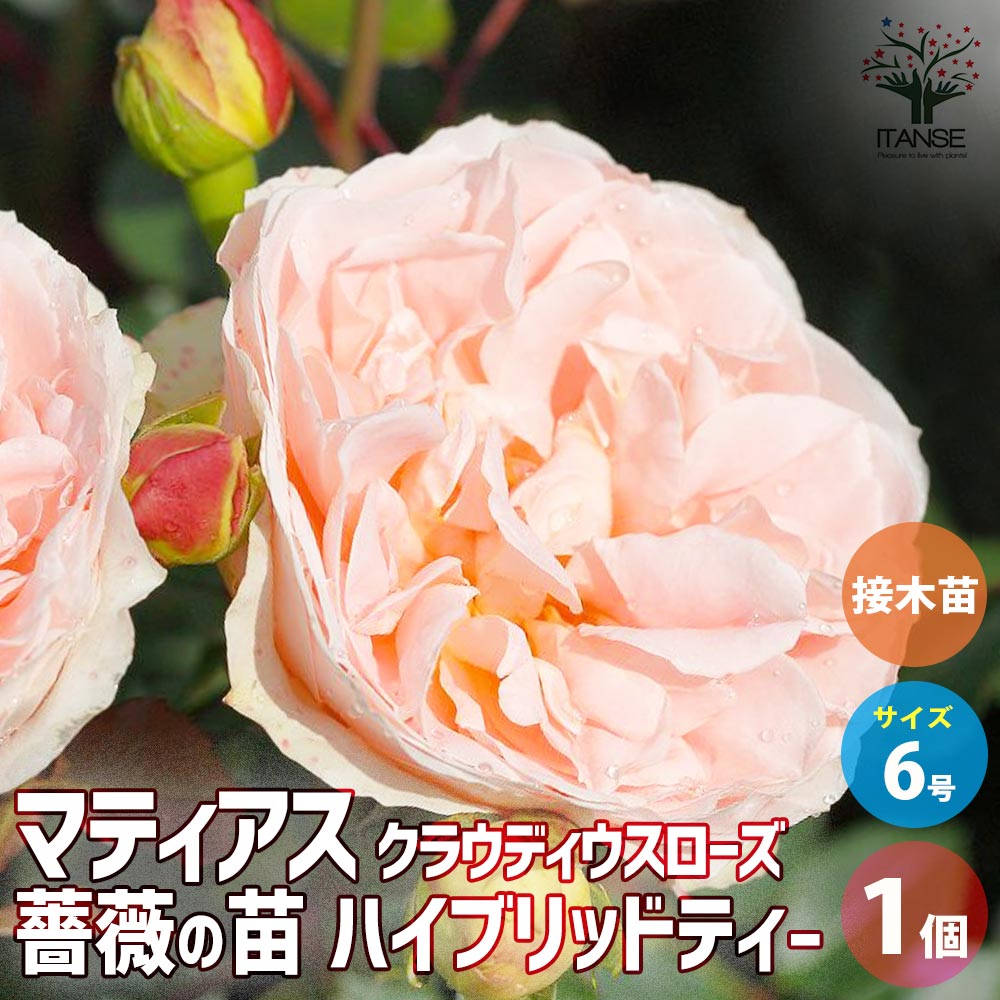 【送料無料】薔薇苗 マティアス クラウディウスローズ 接木【花苗 6号鉢／1個売り】バラ苗 バラの苗 薔薇苗 薔薇の苗 花苗 花の苗 ばら ローズ Rosa 栽培 rosegarden