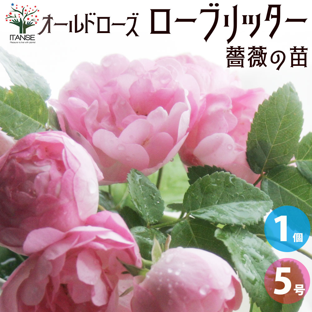 【送料無料】薔薇苗 オールドローズ・ローブリッター【花苗 5号角鉢／1個売り】バラ苗 バラの苗 薔薇苗 薔薇の苗 花苗 花の苗 ばら ローズ Rosa 栽培 rosegarden