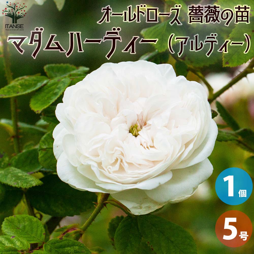 【送料無料】薔薇苗 オールドローズ・マダムハーディー(アルディー)【花苗 5号角鉢／1個売り】バラ苗 バラの苗 薔薇苗 薔薇の苗 花苗 花の苗 ばら ローズ Rosa 栽培 rosegarden