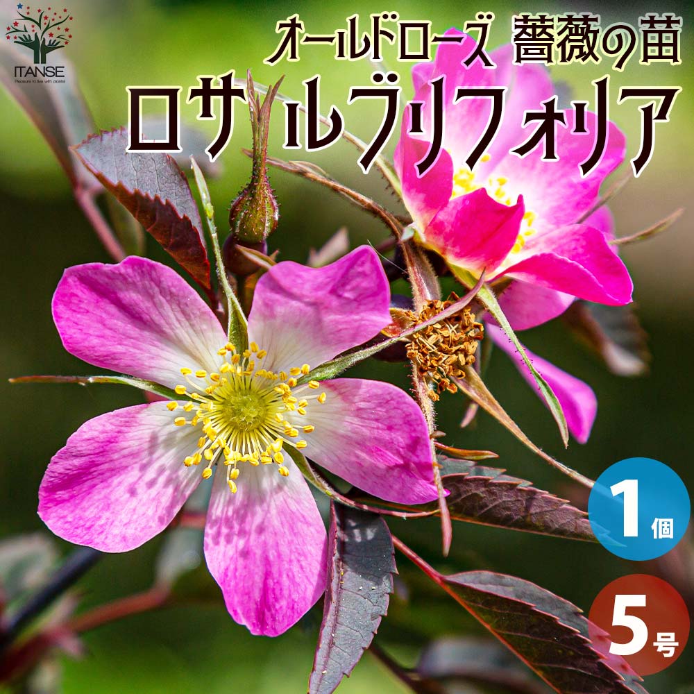 【マラソン中★ポイントUP】薔薇苗 オールドローズ・ロサ ルブリフォリア【花苗 5号角鉢／1個売り】バラ苗 バラの苗 薔薇苗 薔薇の苗 花苗 花の苗 ばら ローズ Rosa 栽培 rosegarden