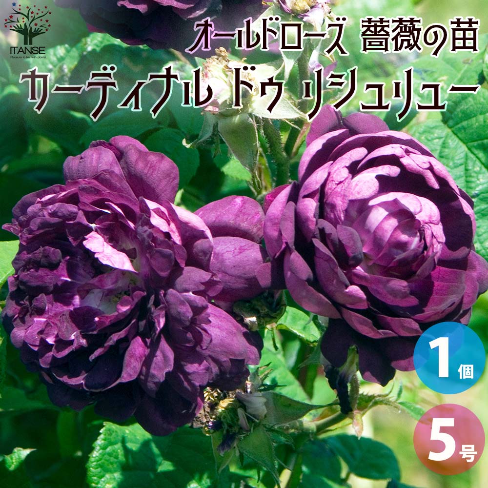 【送料無料】薔薇苗 オールドローズ・カーディナル ドゥ リシュリュー【花苗 5号角鉢／1個売り】バラ苗 バラの苗 薔薇苗 薔薇の苗 花苗 花の苗 ばら ローズ Rosa 栽培 rosegarden